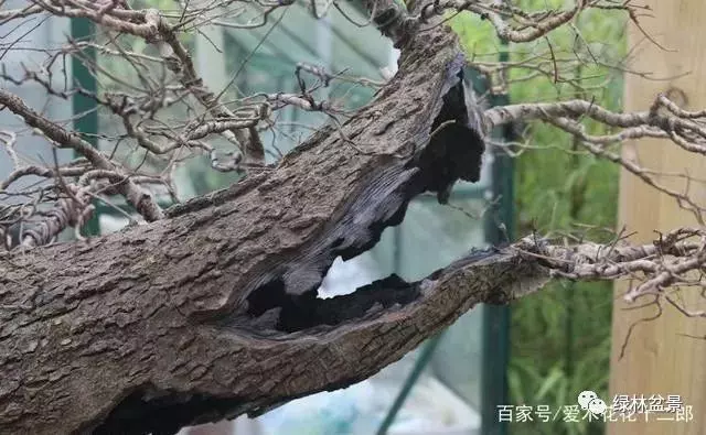 如何才能讓盆景枯木老樁顯得更加自然滄桑?