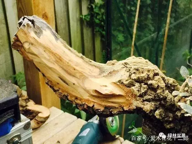 如何才能讓盆景枯木老樁顯得更加自然滄桑?
