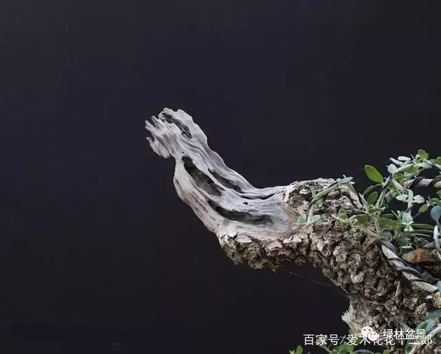 如何才能讓盆景枯木老樁顯得更加自然滄桑?