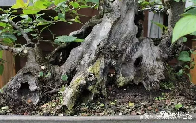 如何才能讓盆景枯木老樁顯得更加自然滄桑?