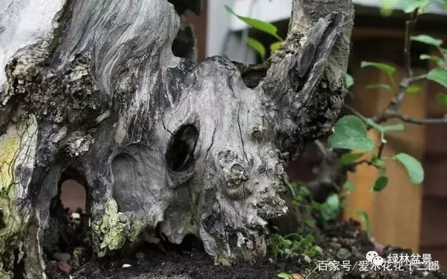 如何才能讓盆景枯木老樁顯得更加自然滄桑?