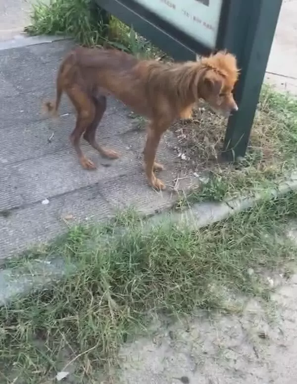 狗狗瘦骨如柴,好人決心將狗養肥,直言前後讓人認不出