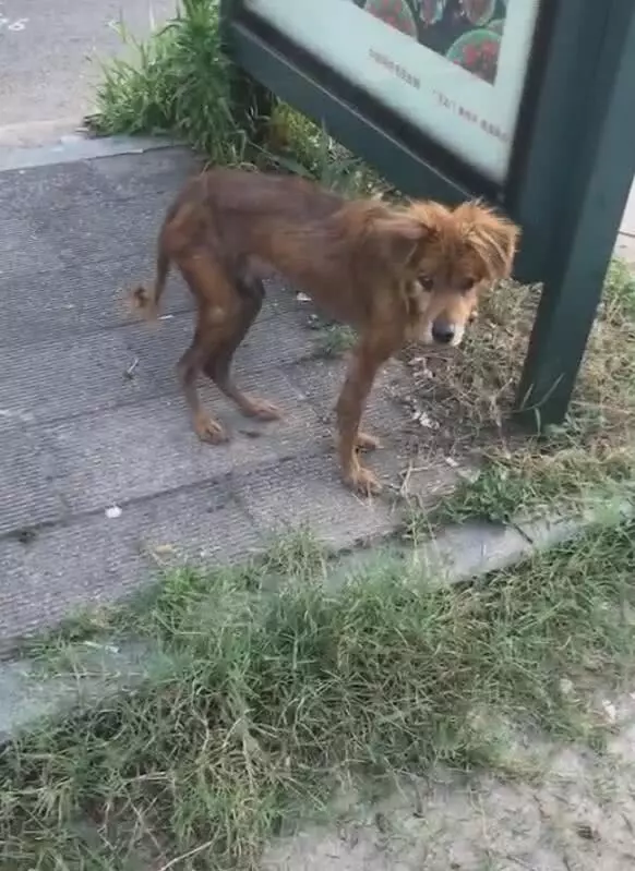 狗狗瘦骨如柴,好人決心將狗養肥,直言前後讓人認不出
