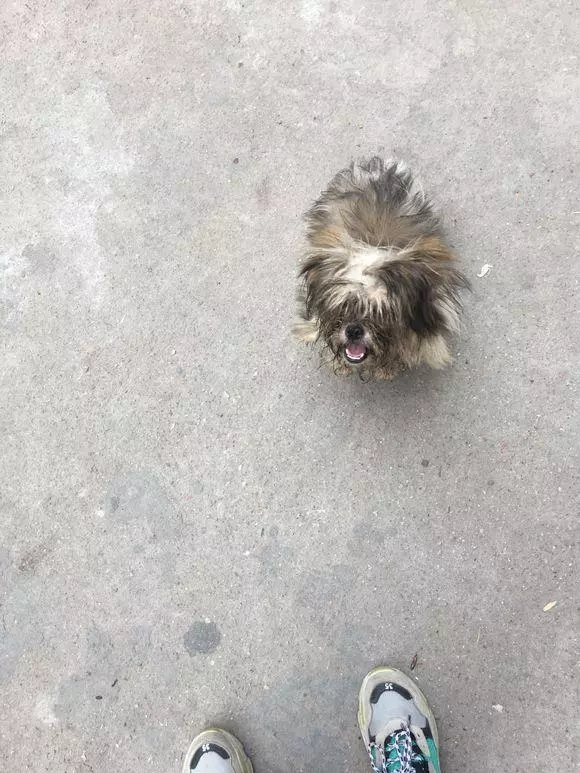 小區里的一隻流浪狗,天天風雨無阻樓下等主人