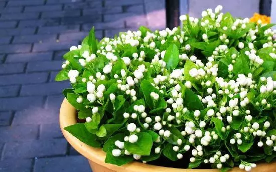 趕花會|掌握五種方法 陽台上的茉莉花便是夏季最美的花境