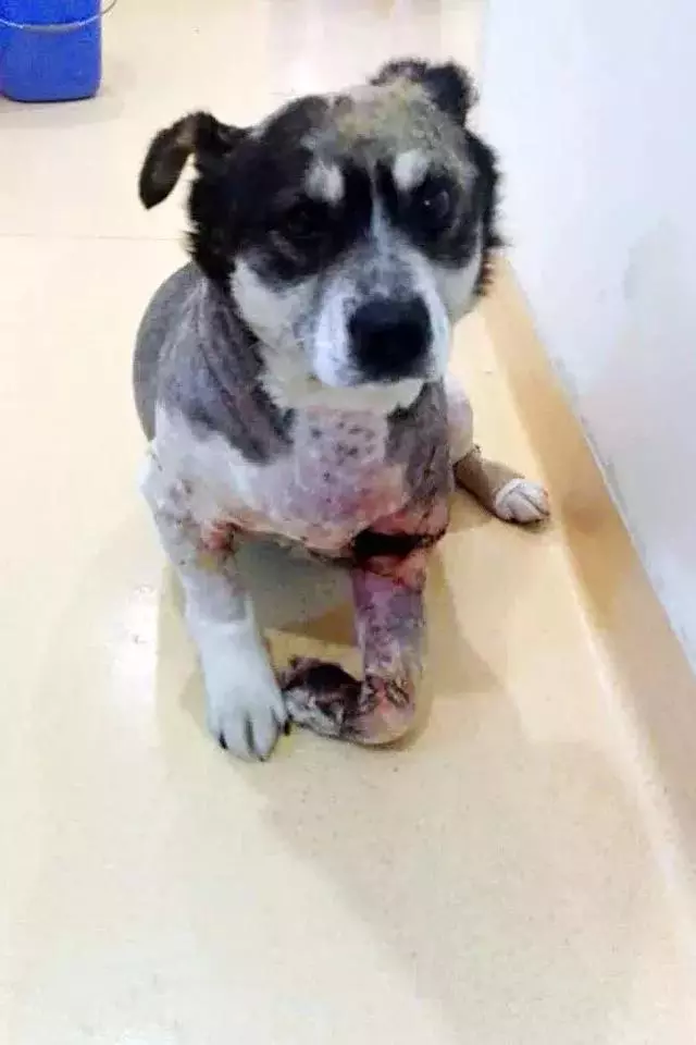 一隻殘疾狗狗扒住她的腿,「我想有家……」