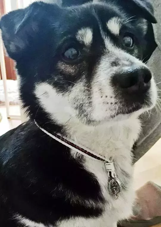 一隻殘疾狗狗扒住她的腿,「我想有家……」