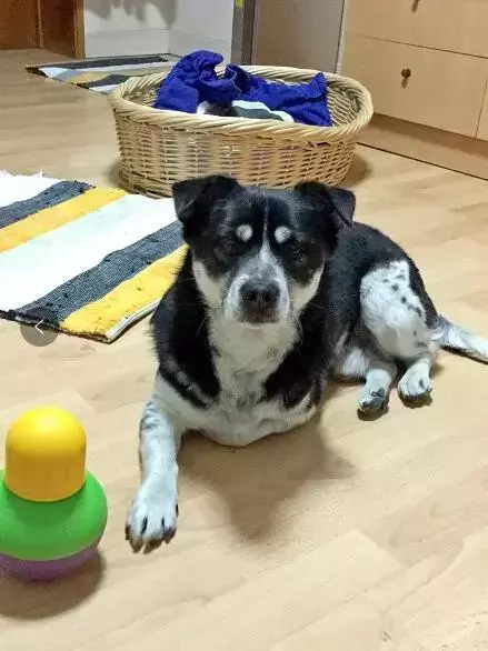 一隻殘疾狗狗扒住她的腿,「我想有家……」