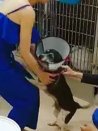 一隻殘疾狗狗扒住她的腿,「我想有家……」