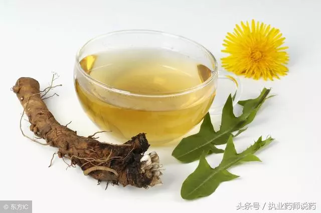 天天吃蒲公英會對身體造成什麼影響?常吃蒲公英要注意這些問題