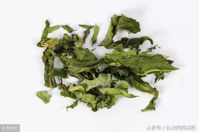 天天吃蒲公英會對身體造成什麼影響?常吃蒲公英要注意這些問題
