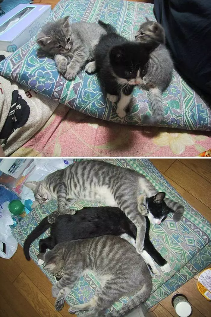 寵物版「長大前後對比照」 動物界的友情更讓人感動