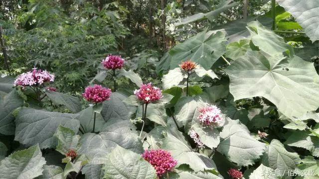 當地農村近兩年多了一種植物,花開的很漂亮,葉和根都是中藥材