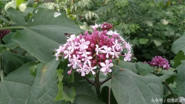 當地農村近兩年多了一種植物,花開的很漂亮,葉和根都是中藥材