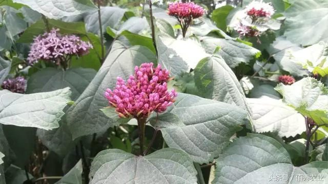 當地農村近兩年多了一種植物,花開的很漂亮,葉和根都是中藥材