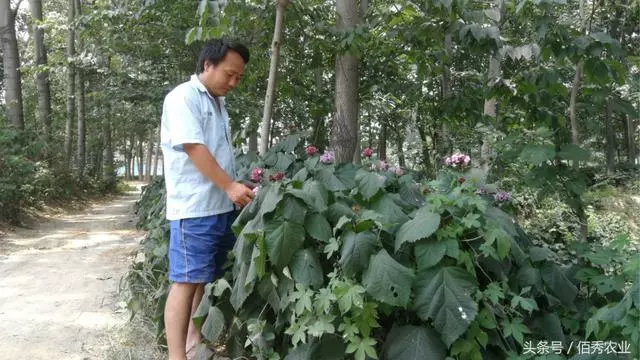 當地農村近兩年多了一種植物,花開的很漂亮,葉和根都是中藥材