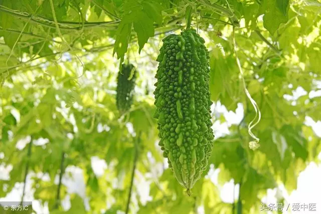 夏天清熱解暑應該吃什麼好?這些對我們身體有保養的作用嗎?