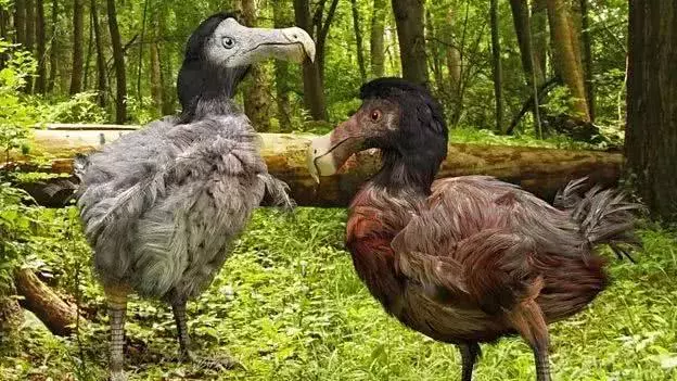 鳥類中的哈士奇,總是在作死邊緣徘徊的鸚鵡,這種鳥沒滅絕是奇蹟