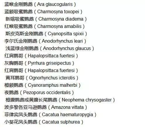 鳥類中的哈士奇,總是在作死邊緣徘徊的鸚鵡,這種鳥沒滅絕是奇蹟