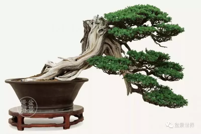 陳文君盆景藝術~~~