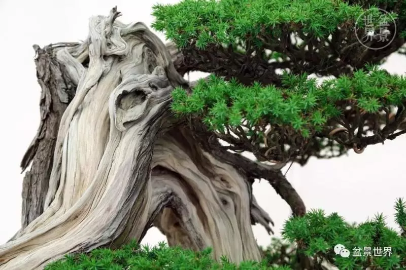陳文君盆景藝術~~~