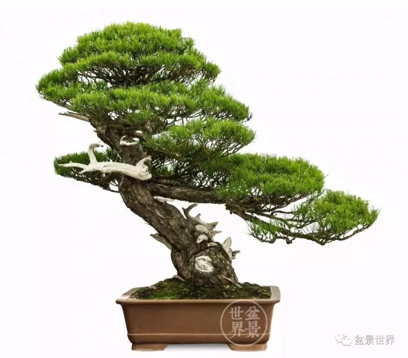 陳文君盆景藝術~~~