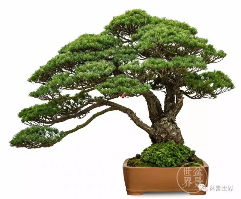 陳文君盆景藝術~~~