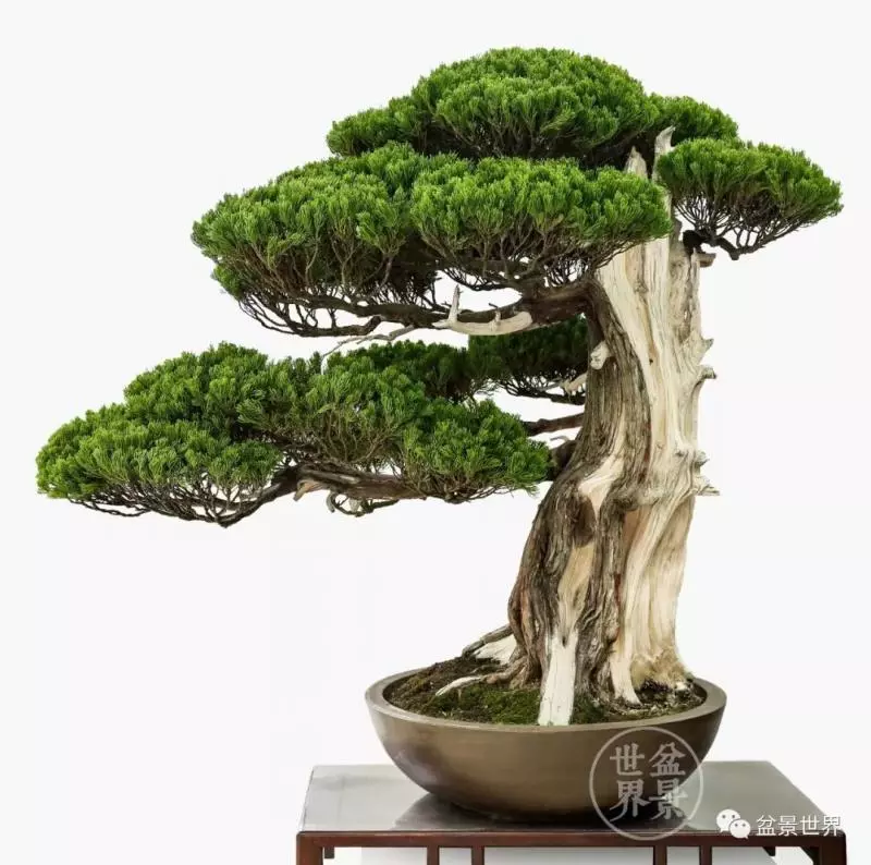 陳文君盆景藝術~~~