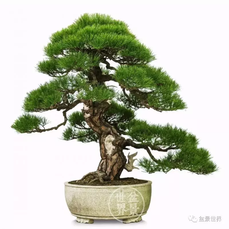 陳文君盆景藝術~~~