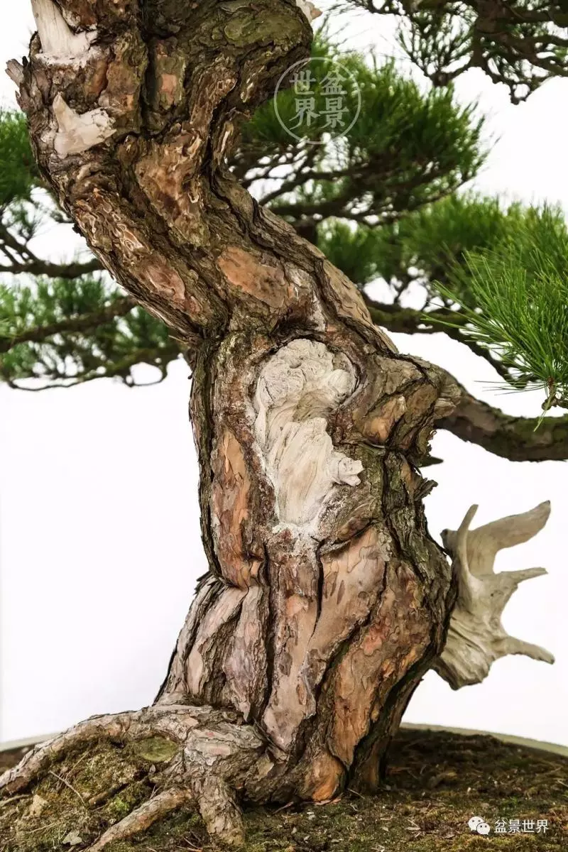 陳文君盆景藝術~~~
