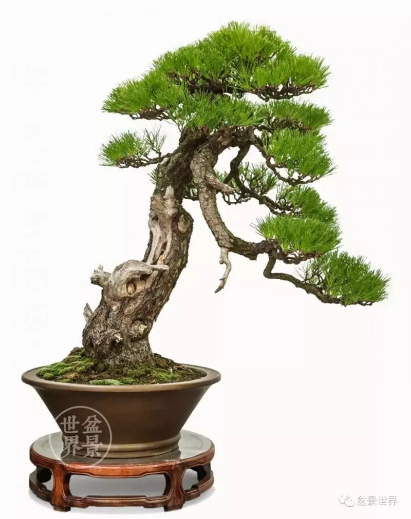 陳文君盆景藝術~~~