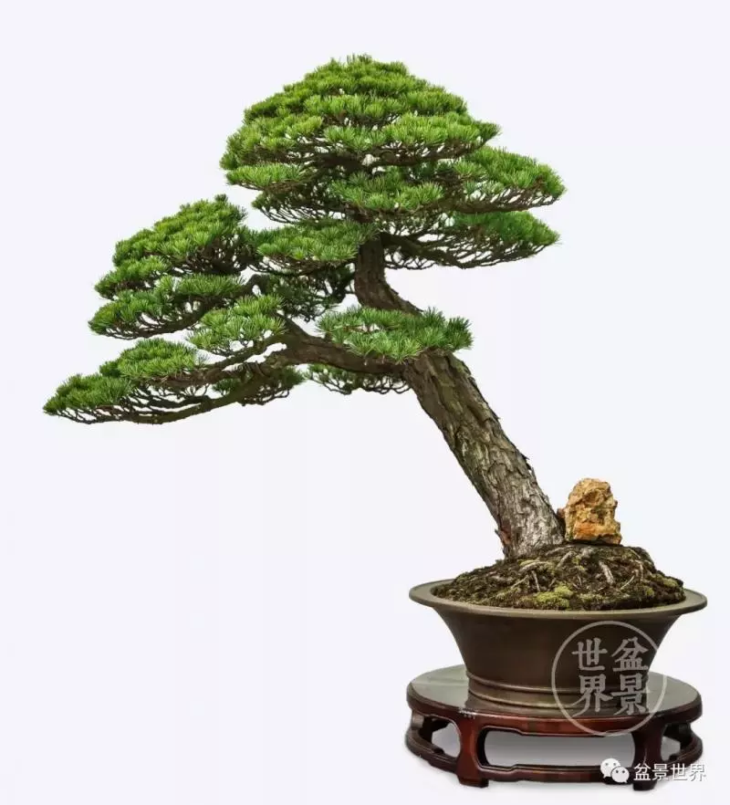 陳文君盆景藝術~~~