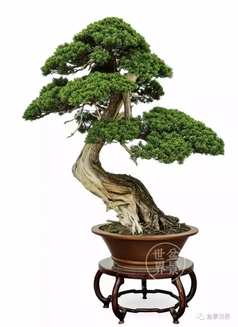 陳文君盆景藝術~~~