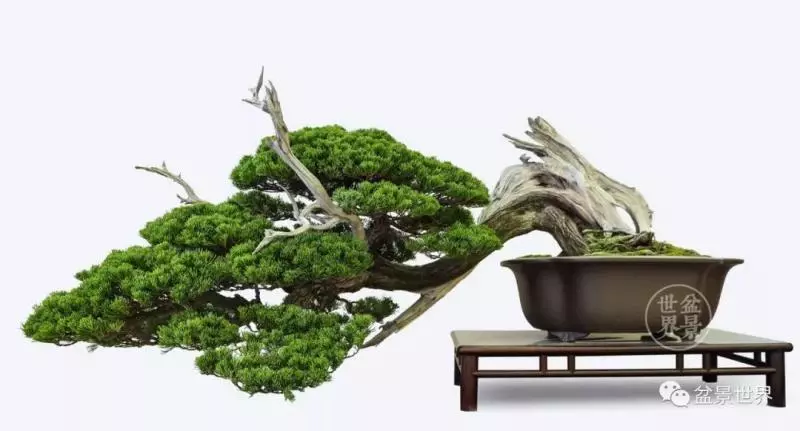 陳文君盆景藝術~~~