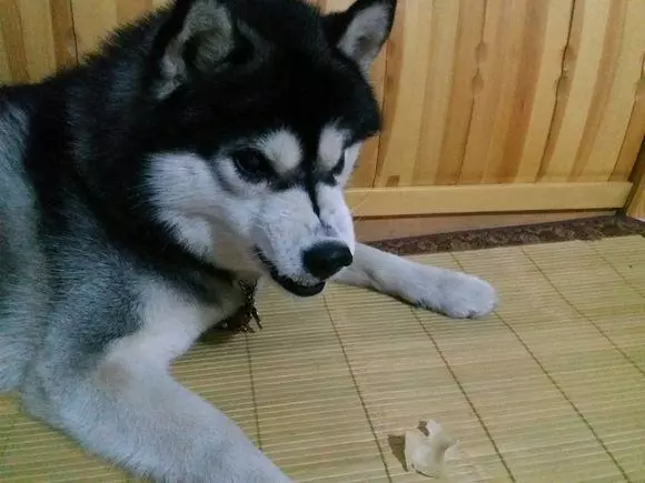 這文章詮釋了狗護食原因以及糾正方法,你值得一看