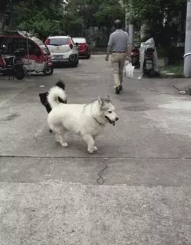 二哈和巴哥生的崽,模樣不忍直視,哈士哥:感受到了歧視