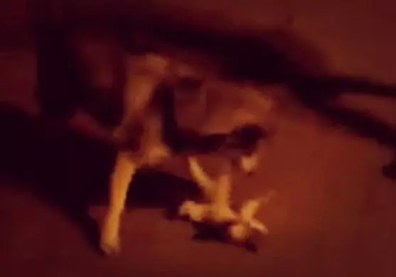 心痛。惡狗挑釁流浪小貓並撕咬,狗主面對小貓的求救不理反而嘲笑