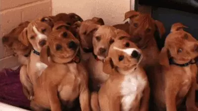 覺得這也許是最全的挑選幼犬指南了