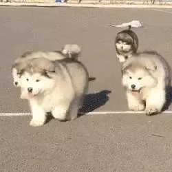 覺得這也許是最全的挑選幼犬指南了