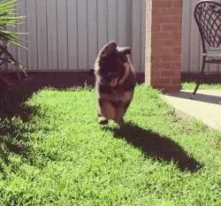 覺得這也許是最全的挑選幼犬指南了