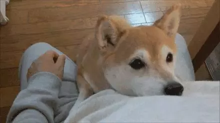 覺得這也許是最全的挑選幼犬指南了