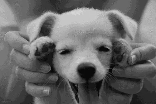 覺得這也許是最全的挑選幼犬指南了
