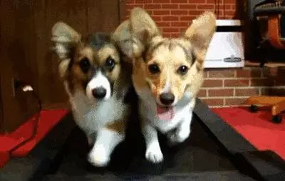 覺得這也許是最全的挑選幼犬指南了