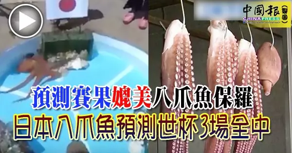 預測賽果媲美八爪魚保羅 日本八爪魚預測世杯3場全中