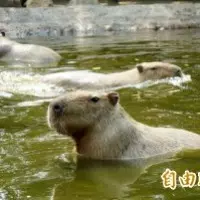 不只做馬桶!和成研製防彈陶瓷 雲豹甲 車採用