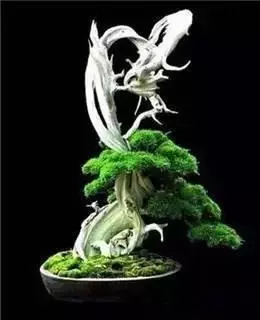 盆景入門:對只有底部有枝的「雞肋樁」的處理方法