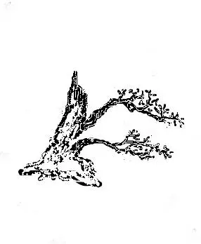 盆景入門:對只有底部有枝的「雞肋樁」的處理方法
