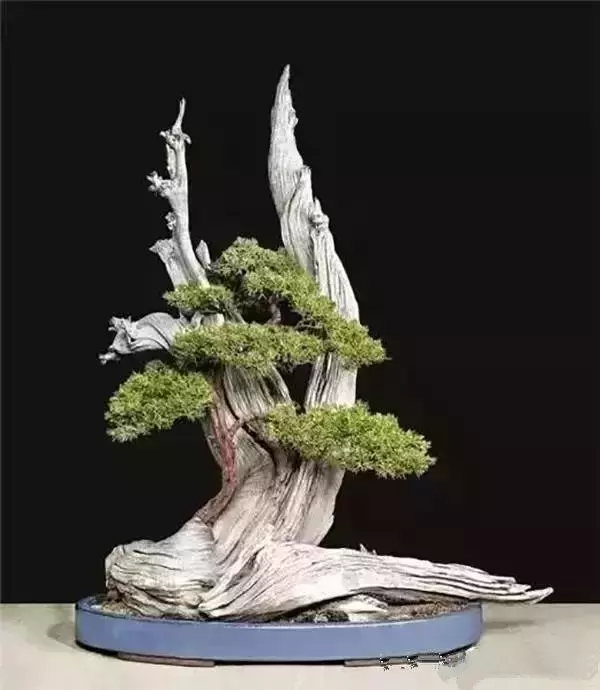 盆景入門:對只有底部有枝的「雞肋樁」的處理方法