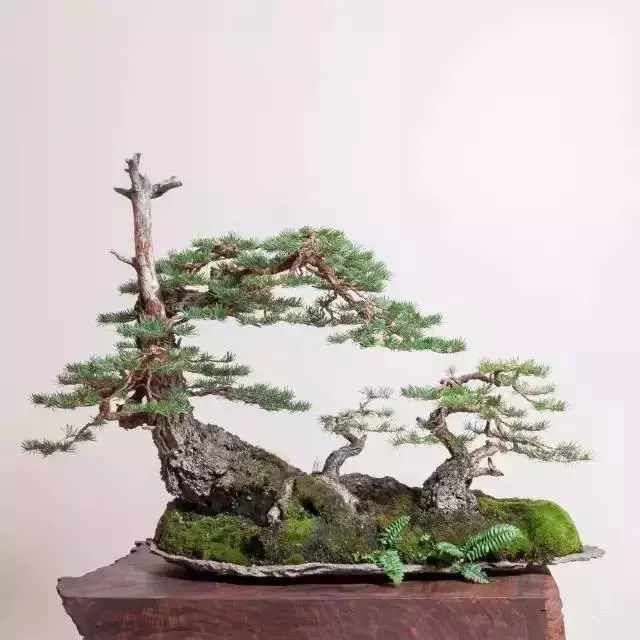 盆景入門:對只有底部有枝的「雞肋樁」的處理方法