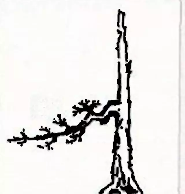 盆景入門:對只有底部有枝的「雞肋樁」的處理方法